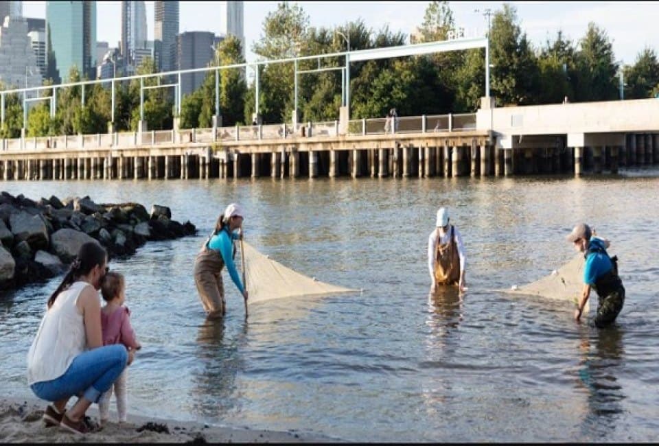 Community Science Seining in Brooklyn Bridge Park