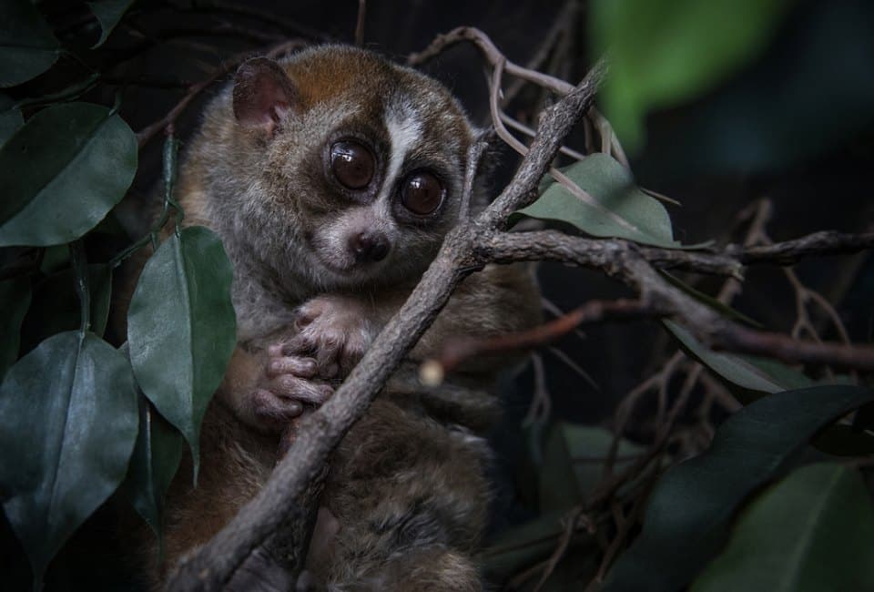 Opening Week: World of Darkness at the Bronx Zoo - Family event in Bronx Zoo