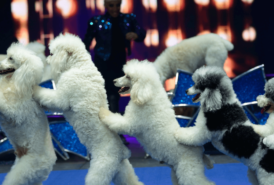 UniverSoul Circus  in Roy Wilkins Park - Family event in Roy Wilkins Park