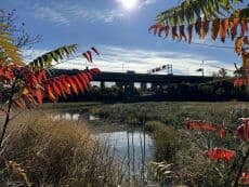 Wetland Wednesdays - Family event in Randall's Island Park