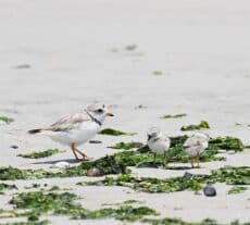 Celebrate Rockaway Shorebirds Festival - Family event in Rockaway Beach and Boardwalk