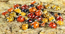 Storytime:  Ladybugs - Family event in Blood Root Valley